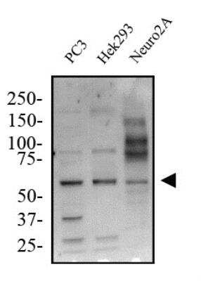 Western Blot KLF4 Antibody