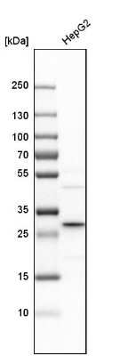 Western Blot: Ketohexokinase Antibody [NBP1-85790] - Analysis in human cell line HepG2.