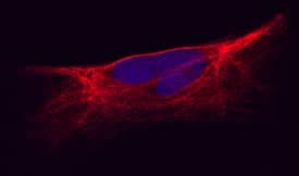 Kir2.1 was detected in immersion fixed human cardiomyocytes using Rabbit Anti-Human/Mouse Kir2.1 Monoclonal Antibody (Catalog # MAB9548) at 2 µg/mL for 3 hours at room temperature. Cells were stained using the NorthernLights™ 557-conjugated Anti-Rabbit IgG Secondary Antibody (red; Catalog # NL004) and counterstained with DAPI (blue). Specific staining was localized to cytoplasm. View our protocol for Fluorescent ICC Staining of Cells on Coverslips.