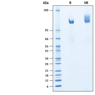 2 μg/lane of Recombinant Cynomolgus Monkey Klotho beta His-tag (Catalog # 10428-KB) was resolved with SDS-PAGE under reducing (R) and non-reducing (NR) conditions and visualized by Coomassie® Blue staining, showing bands at 110-130 kDa.