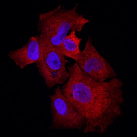 Klotho  beta  was detected in immersion fixed HepG2 human hepatocellular carcinoma cell line using Goat Anti-Human Klotho  beta  Antigen Affinity-purified Polyclonal Antibody (Catalog # AF5889) at 10 µg/mL for 3 hours at room temperature. Cells were stained using the NorthernLights™ 557-conjugated Anti-Goat IgG Secondary Antibody (red; Catalog # NL001) and counterstained with DAPI (blue). Specific staining was localized to cytoplasm. View our protocol for Fluorescent ICC Staining of Cells on Coverslips.