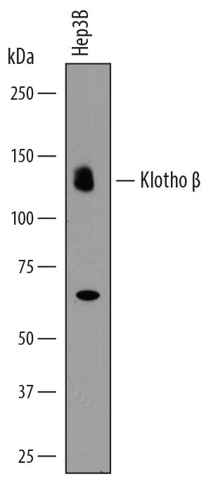 Western blot shows lysates of Hep3B human hepatocellular carcinoma cell line. PVDF membrane was probed with 0.5 µg/mL of Goat Anti-Human Klotho  beta  Antigen Affinity-purified Polyclonal Antibody (Catalog # AF5889) followed by HRP-conjugated Anti-Goat IgG Secondary Antibody (Catalog # HAF017). A specific band was detected for Klotho  beta  at approximately 130 kDa (as indicated). This experiment was conducted under reducing conditions and using Immunoblot Buffer Group 1.