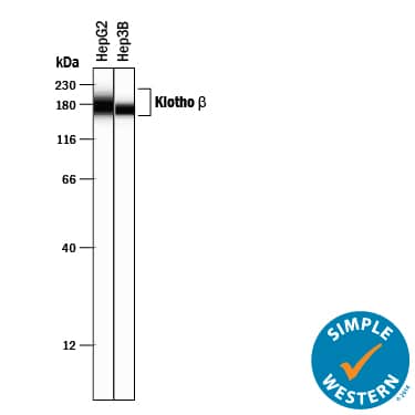Simple Western lane view shows lysates of HepG2 human hepatocellular carcinoma cell line and Hep3B human hepatocellular carcinoma cell line, loaded at 0.2 mg/mL. A specific band was detected for Klotho  beta  at approximately 177/170 kDa (as indicated) using 10 µg/mL of Mouse Anti-Human Klotho  beta  Monoclonal Antibody (Catalog # MAB5889) . This experiment was conducted under reducing conditions and using the12-230 kDa separation system. 