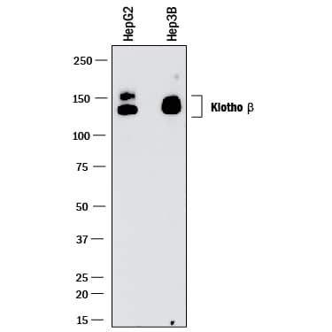 Western blot shows lysates of HepG2 human hepatocellular carcinoma cell line and Hep3B human hepatocellular carcinoma cell line. PVDF membrane was probed with 1 µg/mL of Mouse Anti-Human Klotho  beta  Monoclonal Antibody (Catalog # MAB5889) followed by HRP-conjugated Anti-Mouse IgG Secondary Antibody (Catalog # HAF018). Specific bands were detected for Klotho  beta  at approximately 130-140 kDa (as indicated). This experiment was conducted under reducing conditions and using Immunoblot Buffer Group 1.