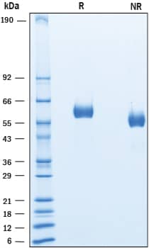 2 μg/lane of Recombinant Human LAG‑3 was resolved with SDS-PAGE under reducing (R) and non-reducing (NR) conditions and visualized by Coomassie® Blue staining, showing bands at 57-63 kDa and 55-60 kDa, respectively.