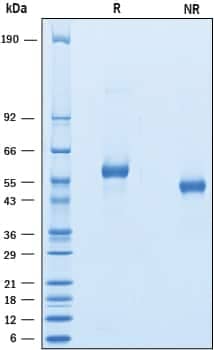 2 μg/lane of Recombinant Cynomolgus Monkey LAG‑3 was resolved with SDS-PAGE under reducing (R) and non-reducing (NR) conditions and visualized by Coomassie Blue staining, showing bands at 45-61 kDa.