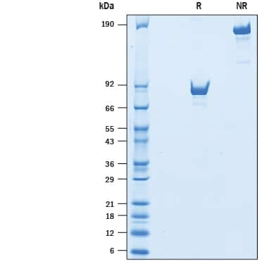 2 μg/lane of Biotinylated Recombinant Human LAG-3 Fc Chimera Avi-tag (Catalog # AVI2319) was  resolved with SDS-PAGE under reducing (R) and non-reducing (NR)  conditions and visualized by Coomassie® Blue staining, showing bands at 81-92 kDa and 160-180 kDa, respectively.