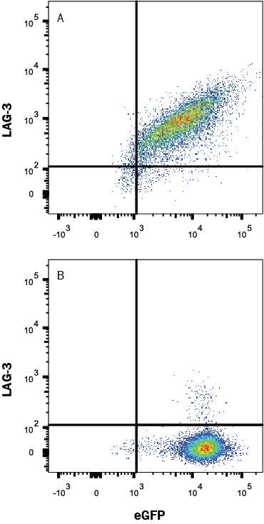 HEK293 human embryonic kidney cell line transfected with either (A) human LAG-3 or (B) irrelevant transfectants and eGFP was stained with Mouse Anti-Human LAG-3 Alexa Fluor® 700-conjugated Monoclonal Antibody (Catalog # FAB23193N). Quadrant markers were set based on control antibody staining (Catalog # IC002N, data not shown). View our protocol for Staining Membrane-associated Proteins.