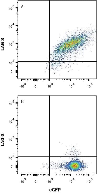 HEK293 human embryonic kidney cell line transfected with either (A) human LAG-3 or (B) irrelevant transfectants and eGFP was stained with Mouse Anti-Human LAG-3 Phycoerythrin-conjugated Monoclonal Antibody (Catalog # FAB23193P). Quadrant markers were set based on control antibody staining (Catalog # IC002P, data not shown). View our protocol for Staining Membrane-associated Proteins.