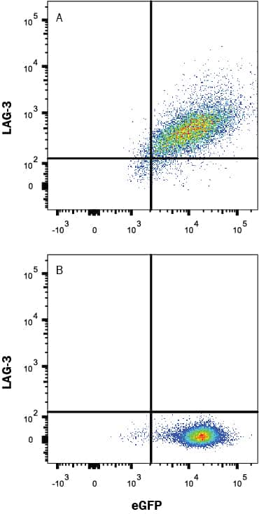 HEK293 human embryonic kidney cell line transfected with either (A) human LAG-3 or (B) irrelevant transfectants and eGFP was stained with Goat Anti-Human LAG-3 APC-conjugated Antigen Affinity-purified Polyclonal Antibody (Catalog # FAB2319A). Quadrant markers were set based on control antibody staining (Catalog # IC108A, data not shown). View our protocol for Staining Membrane-associated Proteins.