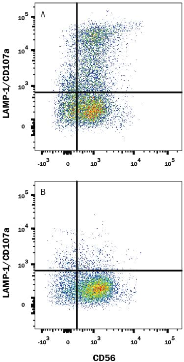 Human NK Cells either (A) stimulated in a 1:1 ratio with K562 human chronic myelogenous leukemia cell line and 3 µM monensin for 5 hours or (B) ustimulated were stained with Mouse Anti-Human LAMP-1/CD107a Alexa Fluor® 488-conjugated Monoclonal Antibody (Catalog # IC4800G) and Mouse Anti-Human NCAM-1/CD56 PE-conjugated Monoclonal Antibody (FAB2408P). Quadrant markers were set based on control antibody staining (IC0041G). View our protocol for Staining Membrane-associated Proteins.