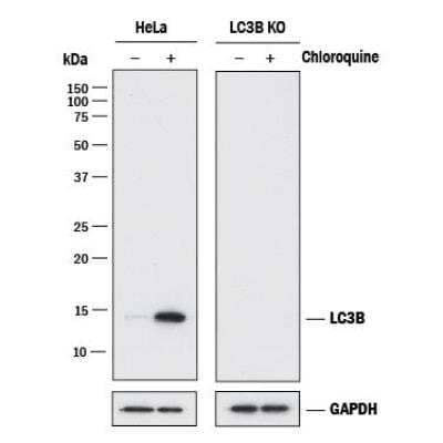 LC3 Antibody Pack (NBP2-59703): Novus Biologicals