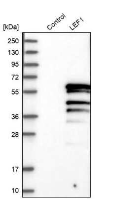 Western Blot LEF1 Antibody