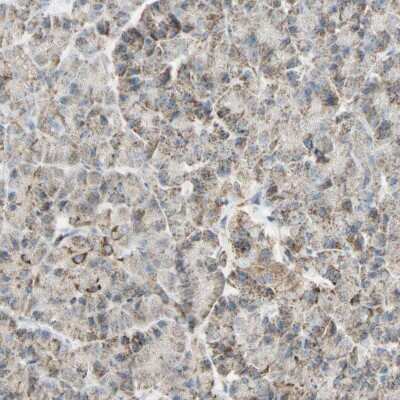 Immunohistochemistry-Paraffin: LETM1 Antibody [NBP1-89556] - Staining of human pancreas shows low expression as expected.