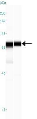 Simple Western: LETM1 Antibody [NBP1-89556] - Simple Western lane view shows a specific band for LETM1 in 0.2 mg/ml of RT-4 (Left) and U-251MG (Right) lysate. This experiment was performed under reducing conditions using the 12-230 kDa separation system.