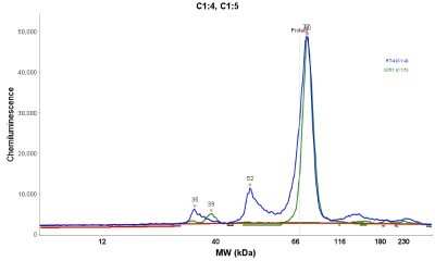 Simple Western: LETM1 Antibody [NBP1-89556] - Electropherogram image(s) of corresponding Simple Western lane view. LETM1 antibody was used at 1:20 dilution on RT-4 and U-251MG lysate(s).