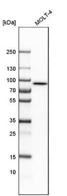 Western Blot: LETM1 Antibody [NBP1-89556] - Analysis in human cell line MOLT-4.
