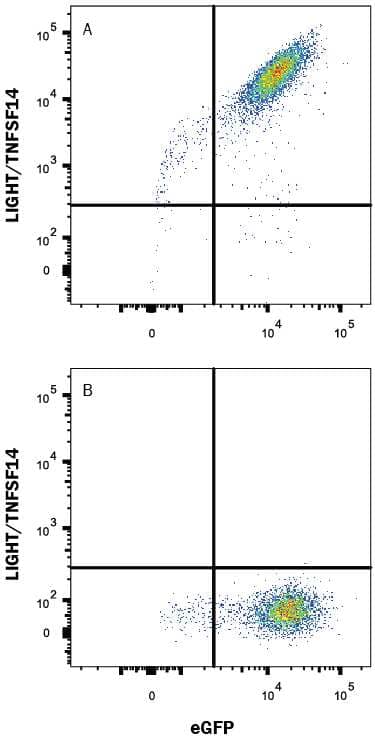 HEK293 human embryonic kidney cell line transfected with either (A) mouse LIGHT/TNFSF14 or (B) irrelevant transfectants and eGFP was stained with Rat Anti-Mouse LIGHT/TNFSF14 Alexa Fluor® 647-conjugated Monoclonal Antibody (Catalog # FAB17942R). Quadrant markers were set based on control antibody staining (Catalog # IC006R). View our protocol for Staining Membrane-associated Proteins.