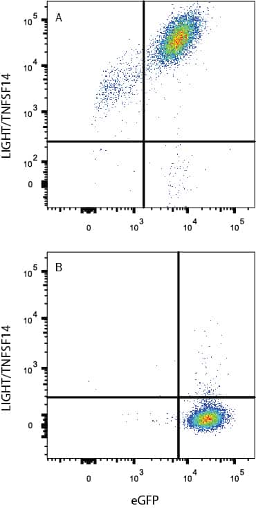 HEK293 human embryonic kidney cell line transfected with either (A) mouse LIGHT/TNFSF14 or (B) irrelevant transfectants and eGFP was stained with Rat Anti-Mouse LIGHT/TNFSF14 Monoclonal Antibody (Catalog # MAB17942) followed by APC-conjugated Anti-Rat IgG Secondary Antibody (Catalog # F0113). Quadrant markers were set based on control antibody staining (Catalog # MAB006). View our protocol for Staining Membrane-associated Proteins.