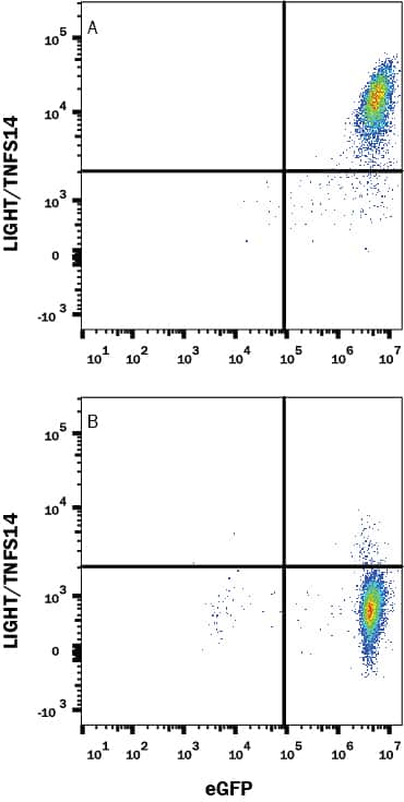 HEK293 human embryonic kidney cell line transfected with either (A) mouse LIGHT/TNFSF14 or (B) irrelevant transfectants and eGFP was stained with Rat Anti-Mouse LIGHT/TNFSF14 Monoclonal Antibody (Catalog # MAB17943) followed by APC-conjugated Anti-Rat IgG Secondary Antibody (Catalog # F0113). Quadrant markers were set based on control antibody staining (Catalog # MAB005). View our protocol for Staining Membrane-associated Proteins.