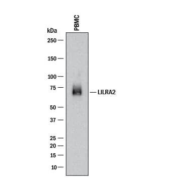 Western blot shows lysates of human peripheral blood mononuclear cells (PBMC). PVDF membrane was probed with 2 µg/mL of Mouse Anti-Human LILRA2/CD85h/ILT1 Monoclonal Antibody (Catalog # MAB63641) followed by HRP-conjugated Anti-Mouse IgG Secondary Antibody (Catalog # HAF018). A specific band was detected for LILRA2/CD85h/ILT1 at approximately 69 kDa (as indicated). This experiment was conducted under reducing conditions and using Immunoblot Buffer Group 1.