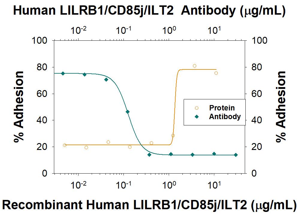 Recombinant Human LILRB1/CD85j/ILT2 Fc Chimera (Catalog # 2017-T2), immobilized onto a microplate, supports the adhesion of the HSB2 human peripheral blood acute lymphoblastic leukemia cell line in a dose-dependent manner (orange line), as measured by CalceinAM. Adhesion elicited by Recombinant Human LILRB1/CD85j/ILT2 Fc Chimera (5 µg/mL) is neutralized (green line) by increasing concentrations of Mouse Anti-Human LILRB1/CD85j/ILT2 Monoclonal Antibody (Catalog # MAB20174). The ND50 is typically 0.05-0.4 µg/mL. 