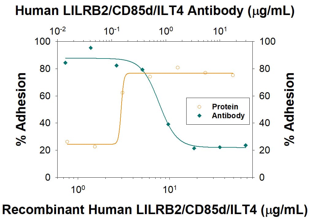 Recombinant Human LILRB2/CD85d/ILT4 Fc Chimera (Catalog # 2078-T4), immobilized onto a microplate, supports the adhesion of the HSB2 human peripheral blood acute lymphoblastic leukemia cell line in a dose-dependent manner (orange line) as measured by Calcein AM. Adhesion elicited by Recombinant Human LILRB2/CD85d/ILT4 Fc Chimera (35 µg/mL) is neutralized (green line) by increasing concentrations of Mouse Anti-Human LILRB2/CD85d/ILT4 Monoclonal Antibody (Catalog # MAB2078R). The ND50 is typically0.15-0.9 µg/mL.