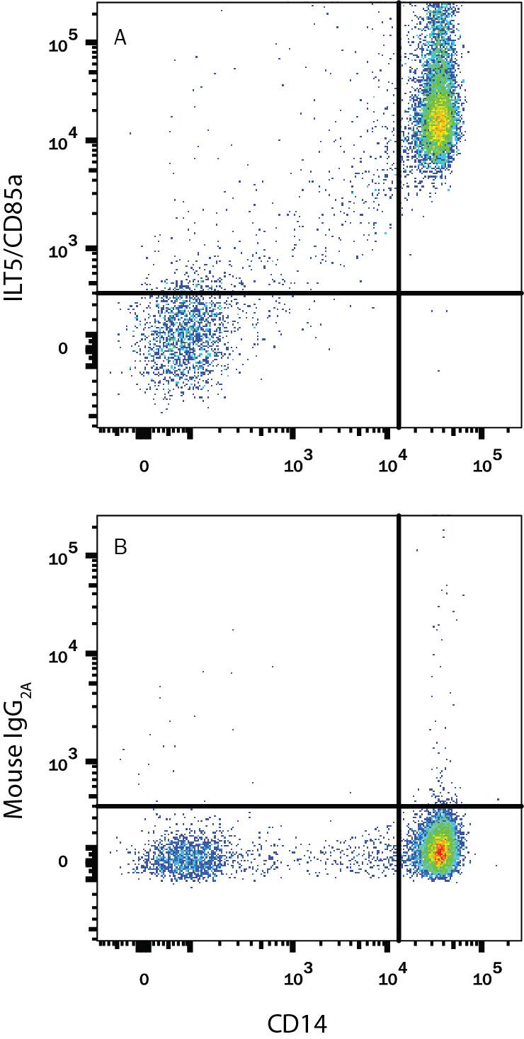 Human peripheral blood mononuclear cells (PBMCs) gated on monocytes were stained with Mouse Anti-Human CD14 PE‑conjugated Monoclonal Antibody (Catalog # FAB3832P) and either (A) Mouse Anti-Human LILRB3/CD85a/ILT5 APC‑conjugated Monoclonal Antibody (Catalog # FAB1806A) or (B) Mouse IgG2AAllophycocyanin Isotype Control (Catalog # IC003A). View our protocol for Staining Membrane-associated Proteins.