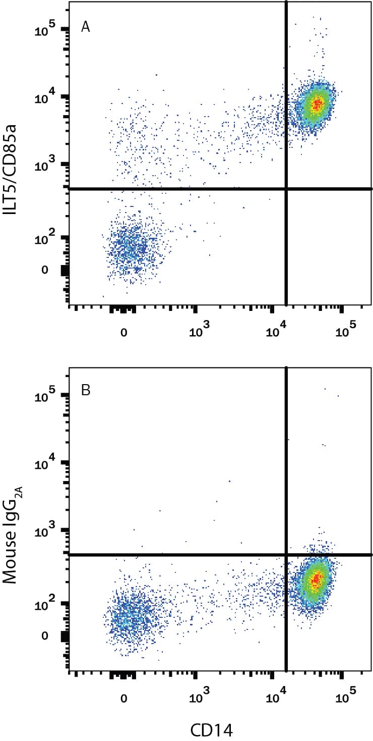 Human peripheral blood mononuclear cells (PBMCs) gated on monocytes were stained with Mouse Anti-Human CD14 APC-conjugated Monoclonal Antibody (Catalog # FAB3832A) and either (A) Mouse Anti-Human LILRB3/CD85a/ILT5 PE-conjugated Monoclonal Antibody (Catalog # FAB1806P) or (B) Mouse IgG2APhycoerythrin Isotype Control (Catalog # IC003P). View our protocol for Staining Membrane-associated Proteins.