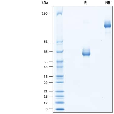 2 μg/lane of Recombinant Human LILRB4/CD85k/ILT3 Fc Chimera Protein (Catalog # 10429-T4)  was  resolved with SDS-PAGE under reducing (R) and non-reducing (NR)  conditions and visualized by Coomassie® Blue staining, showing bands at 55-75 kDa and 110-150 kDa, respectively.