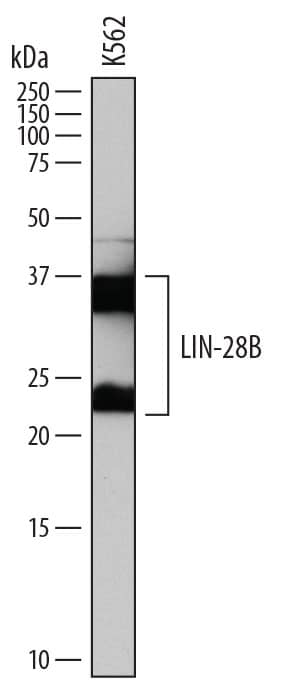 Western blot shows lysates of K562 human chronic myelogenous leukemia cell line. PVDF membrane was probed with 0.5 µg/mL of Sheep Anti-Human LIN-28B Antigen Affinity-purified Polyclonal Antibody (Catalog # AF7726) followed by HRP-conjugated Anti-Sheep IgG Secondary Antibody (Catalog # HAF016). Specific bands were detected for LIN-28B at approximately 22 and 35-37 kDa (as indicated). This experiment was conducted under reducing conditions and using Immunoblot Buffer Group 1.