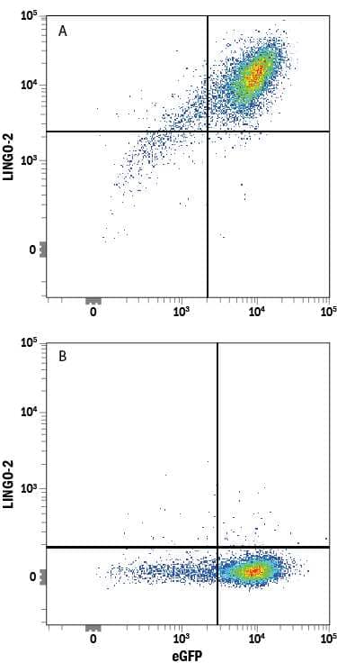 HEK293 human embryonic kidney cell line transfected with either (A) human LINGO-2 or (B) irrelevant transfectants and eGFP was stained with Mouse Anti-Human LINGO-2 APC-conjugated Monoclonal Antibody (Catalog # FAB36791A). Quadrant markers were set based on control antibody staining (Catalog # IC003A). View our protocol for Staining Membrane-associated Proteins.