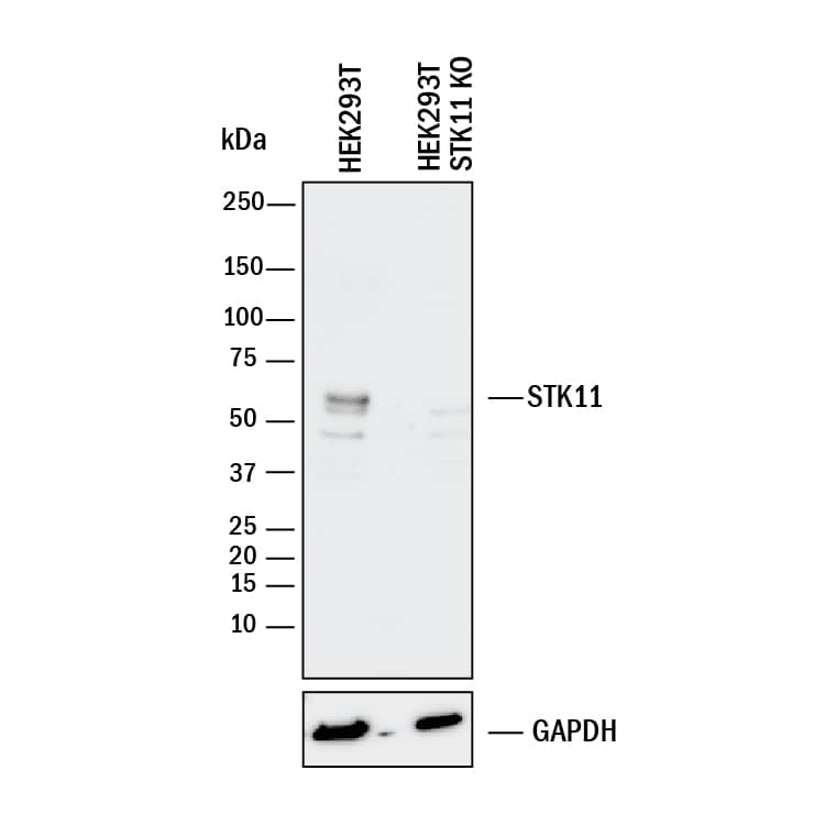 <b>Genetic Strategies Validation. </b>Western blot shows lysates of HEK293T human embryonic kidney parental cell line and LKB1/STK11 knockout HEK293T cell line (KO). PVDF membrane was probed with 1 µg/mL of Mouse Anti-Human LKB1/STK11 Monoclonal Antibody (Catalog # MAB8055) followed by HRP-conjugated Anti-Mouse IgG Secondary Antibody (Catalog # HAF018). A specific band was detected for LKB1/STK11 at approximately 55 kDa (as indicated) in the parental HEK293T cell line, but is not detectable in knockout HEK293T cell line. GAPDH (Catalog # MAB5718) is shown as a loading control. This experiment was conducted under reducing conditions and using Immunoblot Buffer Group 1.