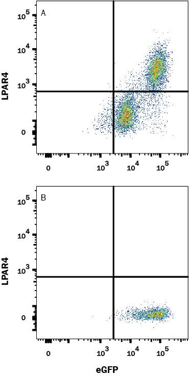 HEK293 human embryonic kidney cell line transfected with (A) Human LPAR4 or (B) irrelevant protein, and EGFP, was stained with Mouse Anti-Human PE-conjugated LPAR4 Monoclonal Antibody (Catalog # FAB10217P). Quadrant markers were set based on Mouse IgG2B isotype control antibody staining (Catalog # IC0041P). View our protocol for Staining Membrane-associated Proteins.