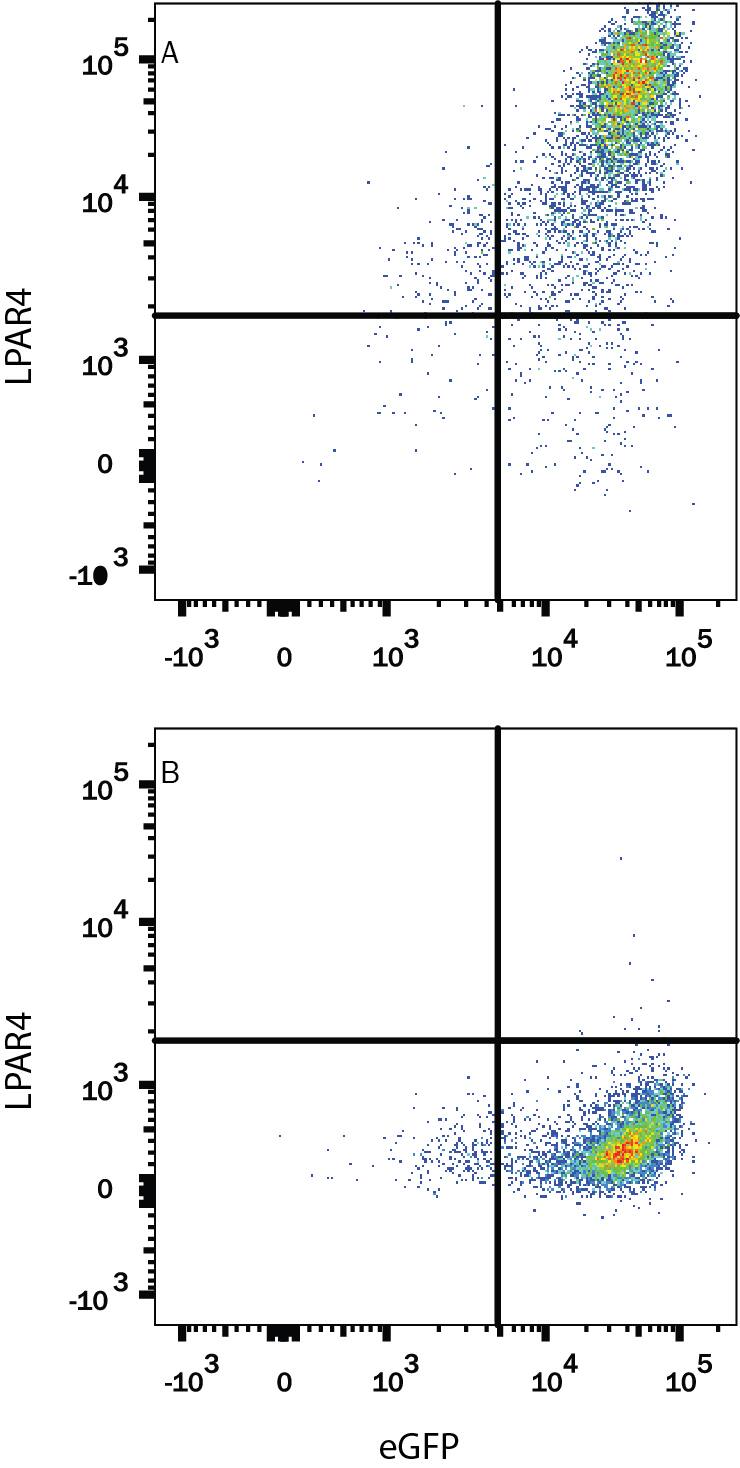 Flow Cytometry LPAR4/LPA4 Antibody (561203) [Unconjugated]