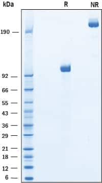 2 μg/lane of Recombinant Mouse LRP‑6 was resolved with SDS-PAGE under reducing (R) and non-reducing (NR) conditions and visualized by Coomassie® blue staining, showing bands at97-118 kDa and 200-230 kDa, respectively.