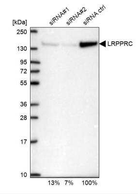 Western Blot: LRPPRC Antibody [NBP2-38300] - Analysis in U2OS cells transfected with control siRNA, target specific siRNA probe #1 and #2, using Anti-LRPPRC antibody. Remaining relative intensity is presented.