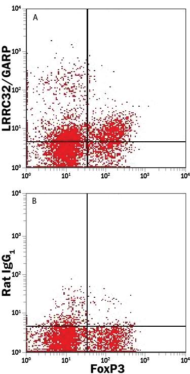 Mouse splenocytes were stimulated with anti-CD3/anti-CD28, Mouse Recombinant IL-2 (Catalog # 402-ML), and TGF-beta for 3 days to induce regulatory T cell differentiation. Cells were stained with Rat Anti-Mouse CD4 Fluorescein-conjugated Monoclonal Antibody (Catalog # FAB554F) and either (A) Rat Anti-Mouse LRRC32/GARP Alexa Fluor® 700-conjugated Monoclonal Antibody (Catalog # FAB62291N) or (B) Rat IgG1Alexa Fluor 700 Isotype Control (Catalog # IC005N). View our protocol for Staining Membrane-associated Proteins.