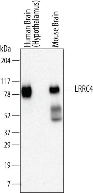 Western blot shows lysates of human brain (hypothalamus) tissue and mouse brain tissue. PVDF membrane was probed with 1 µg/mL of Mouse Anti-Human LRRC4 Monoclonal Antibody (Catalog # MAB4995) followed by HRP-conjugated Anti-Mouse IgG Secondary Antibody (Catalog # HAF007). A specific band was detected for LRRC4 at approximately 80 kDa (as indicated). This experiment was conducted under reducing conditions and using Immunoblot Buffer Group 1.
