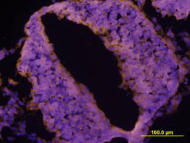 LRRTM2 was detected in immersion fixed frozen sections of mouse neural tube (E9.5) using Sheep Anti-Human/Mouse LRRTM2 Antigen Affinity-purified Polyclonal Antibody (Catalog # AF5589) at 10 µg/mL overnight at 4 °C. Tissue was stained using the NorthernLights™ 557-conjugated Anti-Sheep IgG Secondary Antibody (yellow; Catalog # NL010) and counterstained with DAPI (blue). View our protocol for Fluorescent IHC Staining of Frozen Tissue Sections.