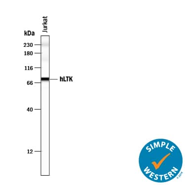 Simple Western lane view shows lysates of Jurkat human acute T cell leukemia cell line, loaded at 0.2 mg/mL. A specific band was detected for LTK at approximately 77 kDa (as indicated) using 50 µg/mL of Sheep Anti-Human LTK Antigen Affinity-purified Polyclonal Antibody (Catalog # AF4664) followed by 1:50 dilution of HRP-conjugated Anti-Sheep IgG Secondary Antibody (Catalog # HAF016). This experiment was conducted under reducing conditions and using the 12-230 kDa separation system. Non-specific interaction with the 230 kDa Simple Western standard may be seen with this antibody.