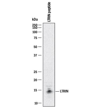 Western blot shows lysates of Aedes aegypti LTRIN peptide. PVDF membrane was probed with 2 µg/mL of Mouse Anti-LTRIN Monoclonal Antibody (Catalog # MAB101781) followed by HRP-conjugated Anti-Mouse IgG Secondary Antibody (Catalog # HAF018). A specific band was detected for LTRIN at approximately 15 kDa (as indicated). This experiment was conducted under reducing conditions and using Immunoblot Buffer Group 1.