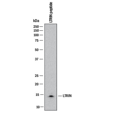 Western blot shows lysates of Aedes aegypti LTRIN peptide. PVDF membrane was probed with 2 µg/mL of Mouse Anti-LTRIN Monoclonal Antibody (Catalog # MAB10178) followed by HRP-conjugated Anti-Mouse IgG Secondary Antibody (Catalog # HAF018). A specific band was detected for LTRIN at approximately 15 kDa (as indicated). This experiment was conducted under reducing conditions and using Immunoblot Buffer Group 1.