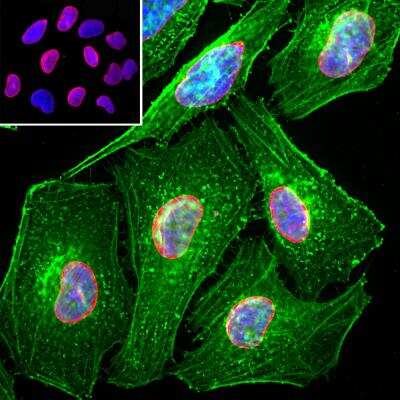 Immunocytochemistry/Immunofluorescence: Lamin A + C Antibody [NBP2-25152] - Analysis of HeLa cells stained with chicken pAb to lamin A/C, NBP2-25152, dilution 1:2,000 in red, and costained with mouse mAb to actin, dilution 1:500, in green. The blue is Hoechst staining of nuclear DNA. The CPCA-LaminAC antibody specifically labels the nuclear lamina, while the actin antibody stains the submembranous actin-rich cytoskeleton, stress fibers and bundles of actin associated with cell adhesion sites.