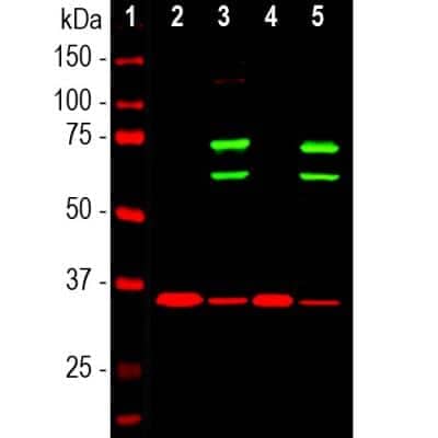 Western Blot: Lamin A + C Antibody [NBP2-25152] - Western blot analysis of cytosolic or nuclear enriched fractions of cell lines probed with chicken pAb to lamin A/C, NBP2-25152, dilution 1:1,000 in green: [1] protein standard (red), [2] HeLa cytosol, [3] HeLa nuclear, [4] NIH-3T3 cytosol, and [5] NIH-3T3 nuclear fractions. Two strong bands at 74 and 65kDa correspond to lamin A and lamin C proteins respectively, detected exclusively in the nuclear fractions. The same blot was simultaneously probed with mouse mAb to GAPDH, in red. The single band at 37kDa represents GAPDH protein which is expressed predominantly in the cytosolic fractions.