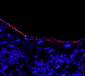 Laminin  alpha 1 was detected in immersion fixed frozen sections of embryonic mouse decidua (E10.5) using 10 µg/mL Rat Anti-Mouse Laminin  alpha 1 Monoclonal Antibody (Catalog # MAB4656) overnight at4 °C. Tissue was stained with the NorthernLights™ 557-conjugated Anti-Rat IgG Secondary Antibody (red; Catalog # NL013) and counterstained with DAPI (blue). View our protocol for Fluorescent IHC Staining of Frozen Tissue Sections.