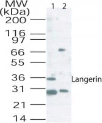 Western Blot: Langerin/CD207 Antibody [NB100-56733] -  Analysis of langerin (CD207) in mouse lung tissue lysate using 2 ug/ml of langerin antibody. Lane 1, Without blocking peptide; Lane 2, With blocking peptide.