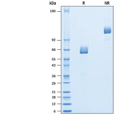2 μg/lane of Recombinant Human Langerin/CD207 Fc Chimera (Catalog # 10401-LN) was resolved with SDS-PAGE under reducing (R) and non-reducing (NR) conditions and visualized by Coomassie® Blue staining, showing bands at kDa.