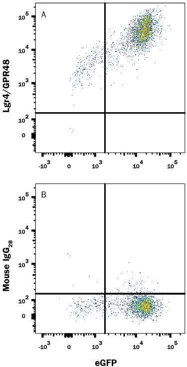 HEK293 human embryonic kidney cell line transfected with human Lgr4/GPR48 and eGFP was stained with either (A) Mouse Anti-Human Lgr4/GPR48 APC-conjugated Monoclonal Antibody (Catalog # FAB7750A) or (B) Mouse IgG2BAllophycocyanin Isotype Control (Catalog # IC0041A). View our protocol for Staining Membrane-associated Proteins.