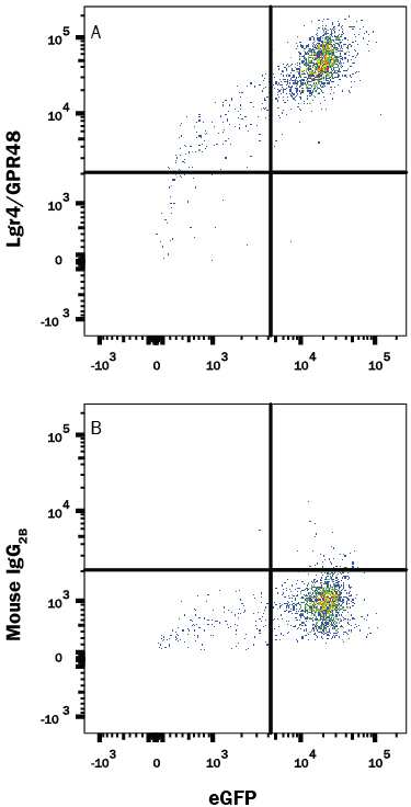 HEK293 human embryonic kidney cell line transfected with human Lgr4/GPR48 and eGFP was stained with either (A) Mouse Anti-Human Lgr4/GPR48 PE-conjugated Monoclonal Antibody (Catalog # FAB7750P) or (B) Mouse IgG2BPhycoerythrin Isotype Control (Catalog # IC0041P). View our protocol for Staining Membrane-associated Proteins.
